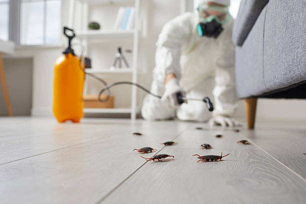 Trusted Cockroach Control service in Discovery Harbour, HI - Nex Pest Control