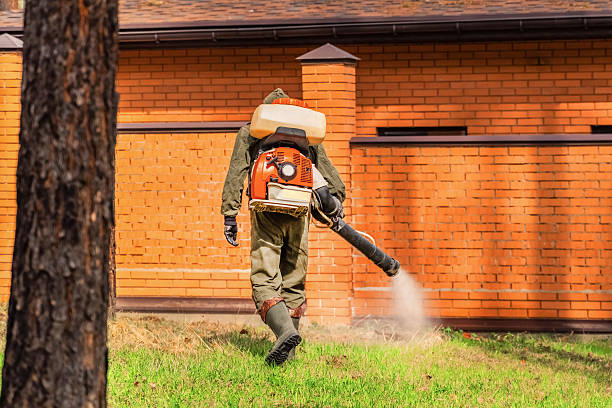 Trusted Ant Control service in Discovery Harbour, HI - Nex Pest Control